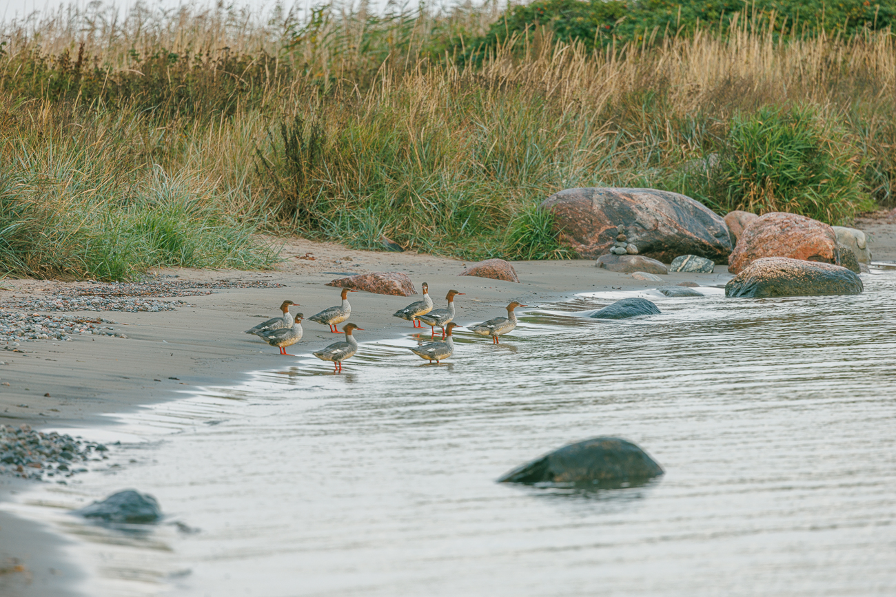 G&auml;nses&auml;ger am Ufer der Ostsee