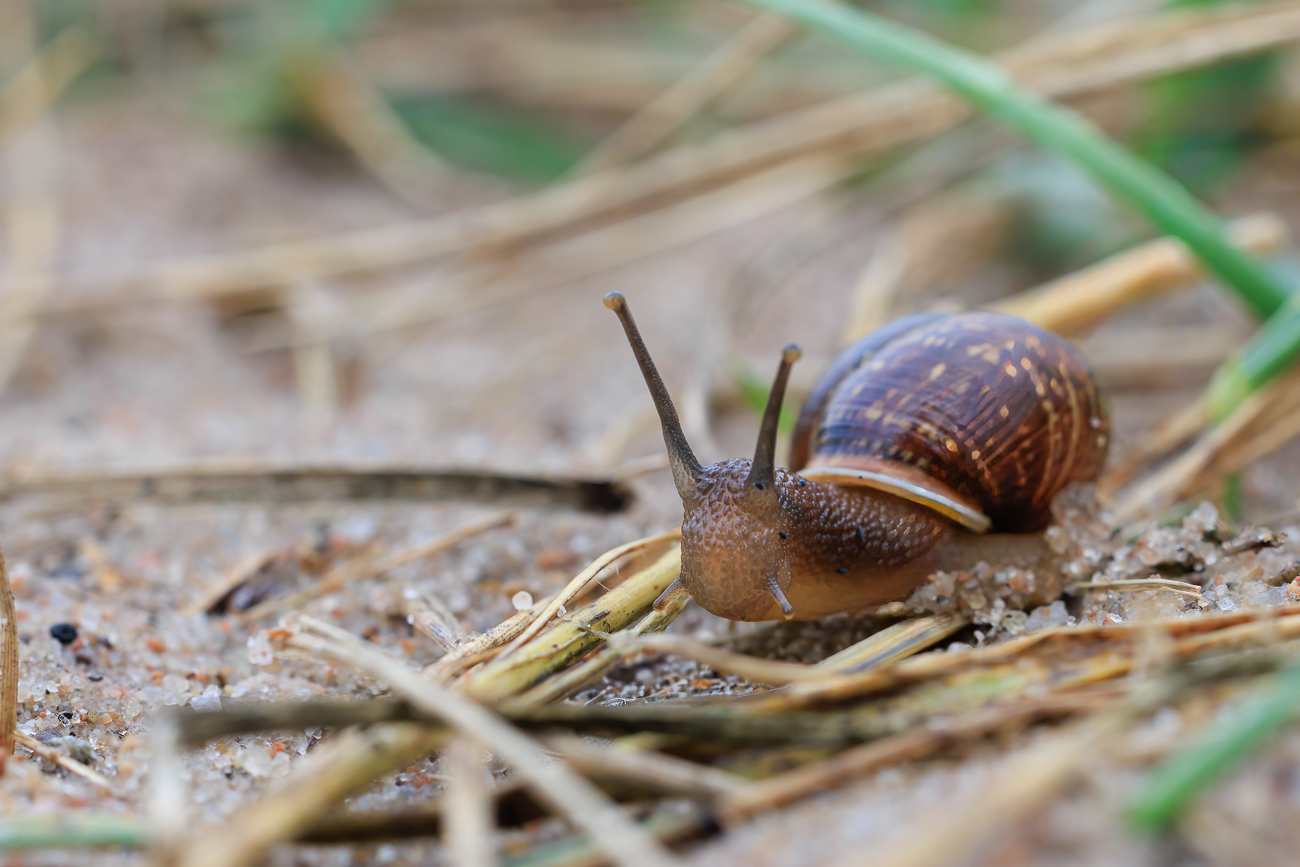 Auf dem Weg am Ufer ...