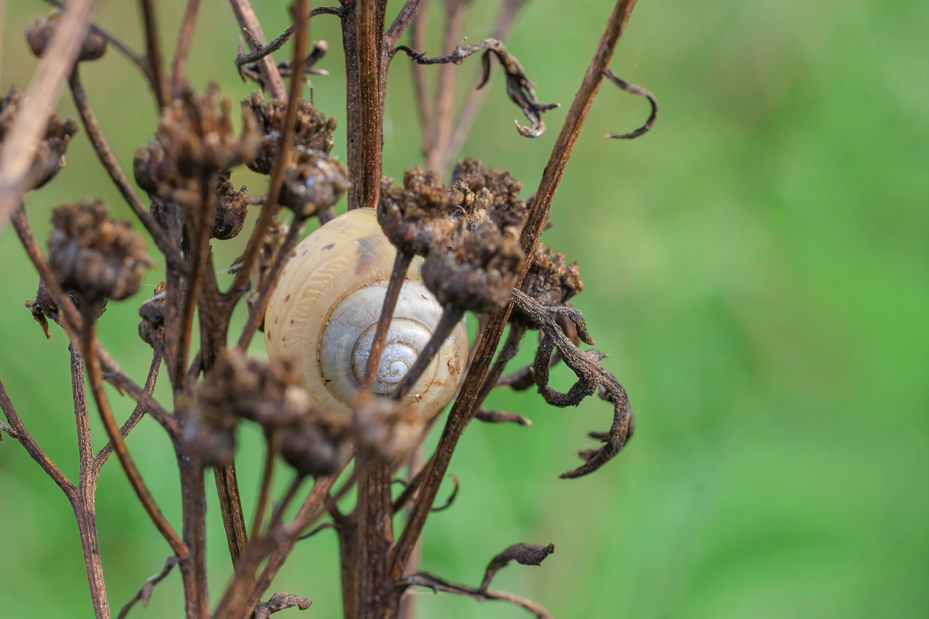 Auch im Gestr&auml;uch findet man welche