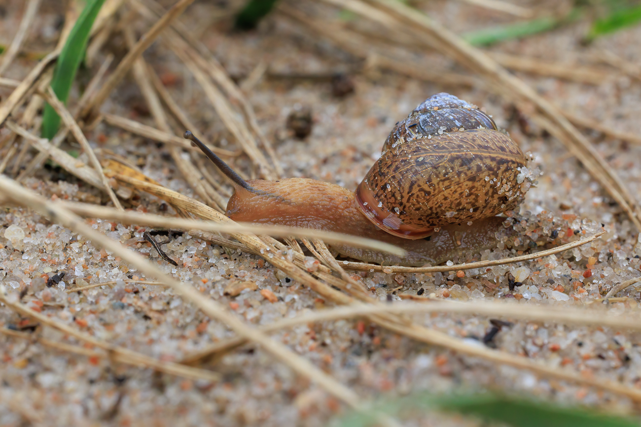 Und noch eine Schnecke