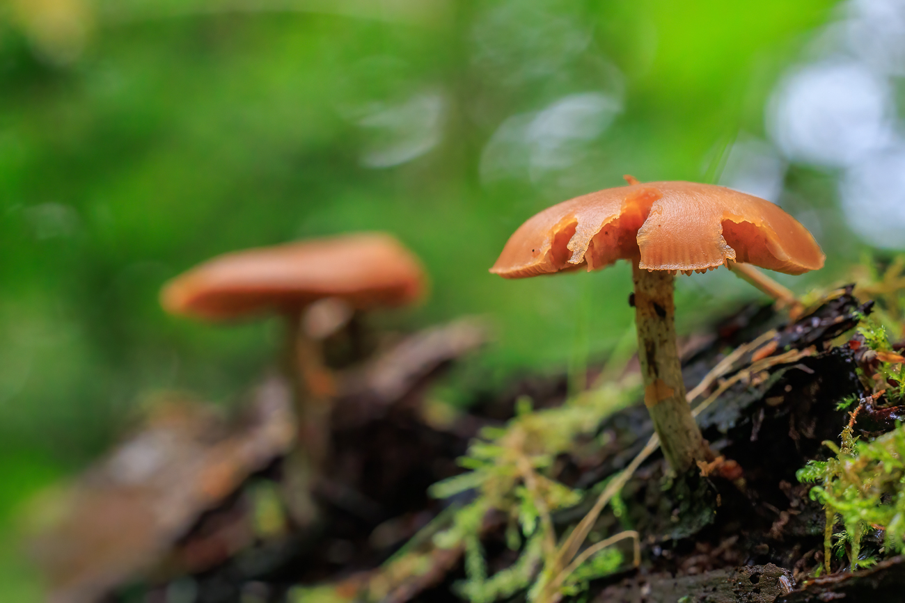 Pilze findet man &uuml;berall im Wald
