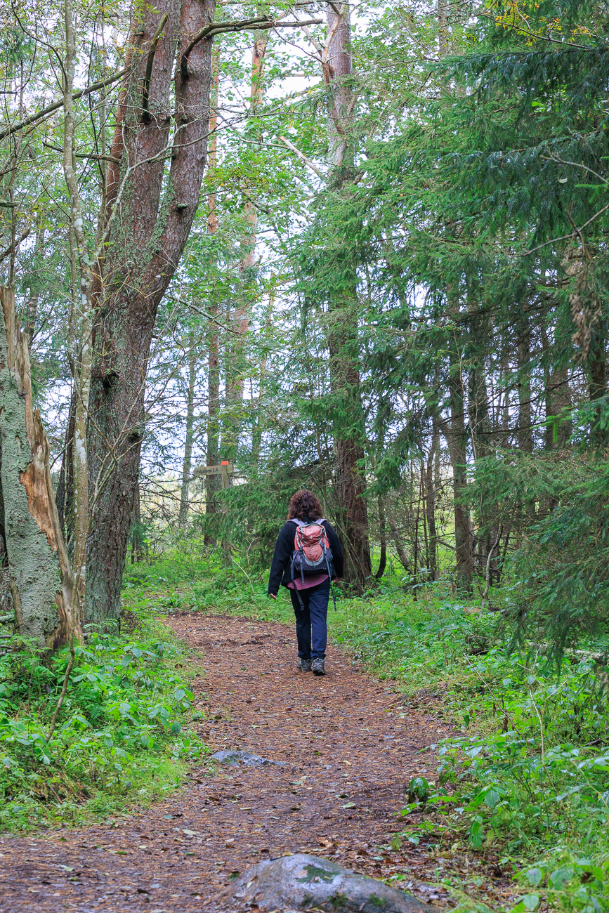 Sch&ouml;ner Weg im K&uuml;stenwald
