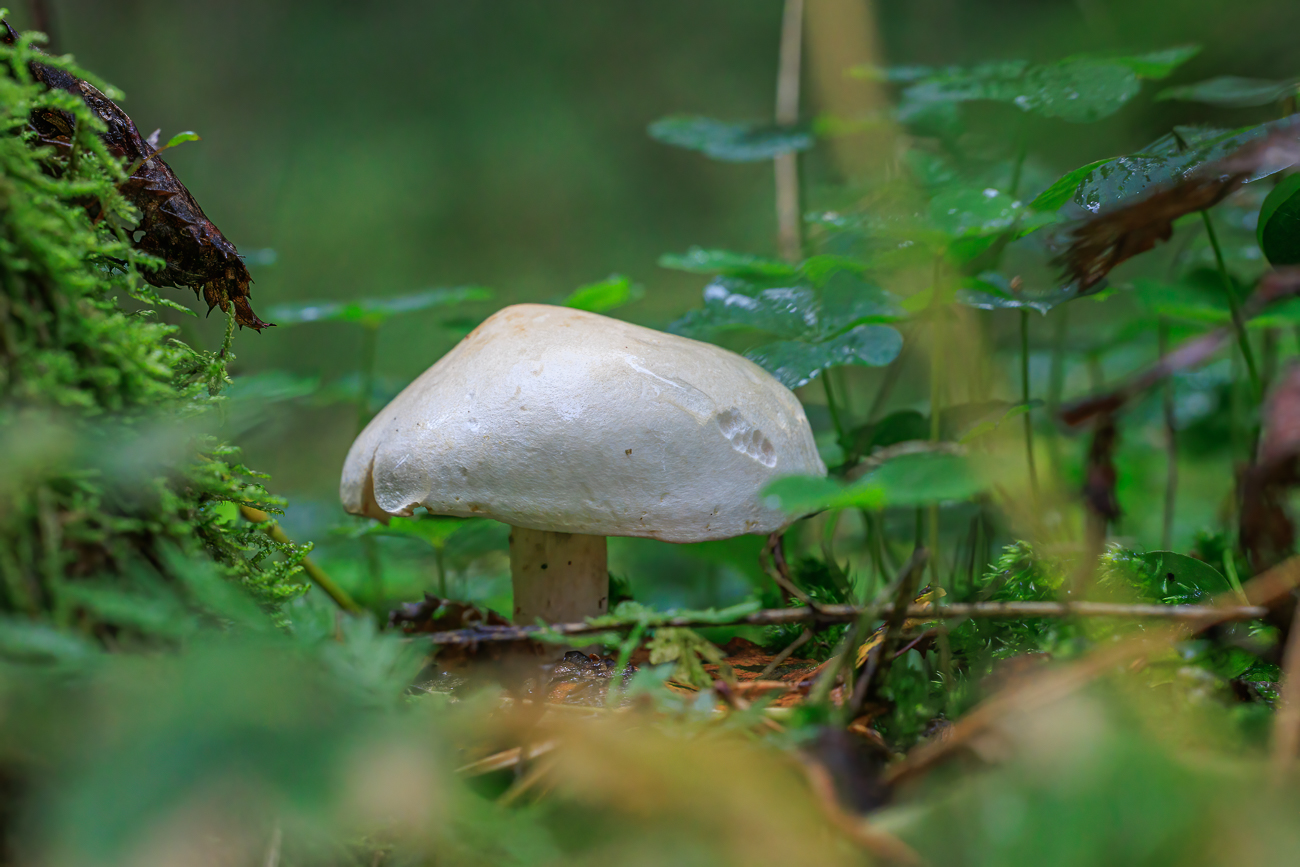 Pilz zwischen feuchtem Klee