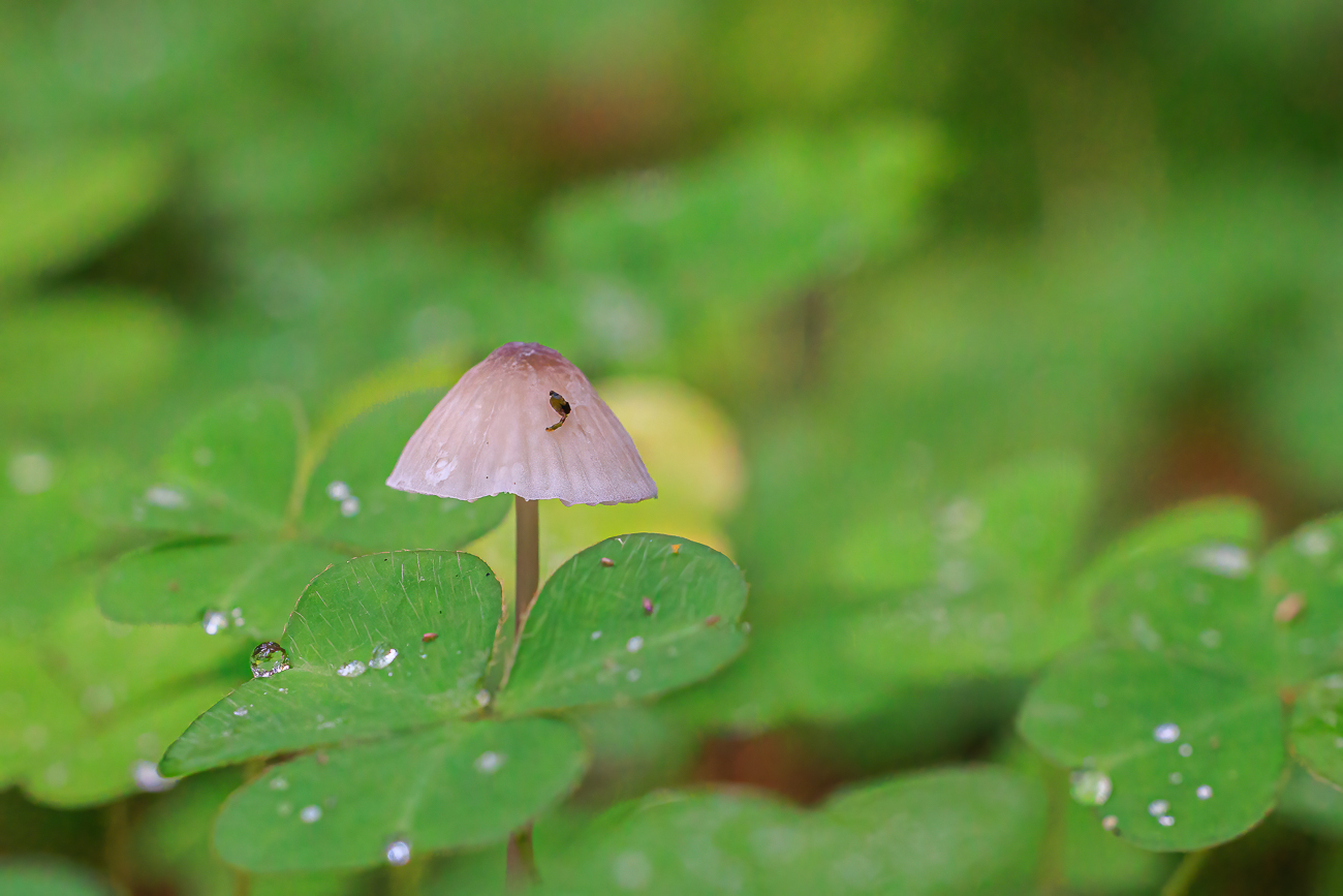 Noch ein Pilz im Klee ...