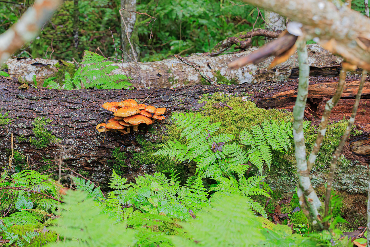 ... und welche am Baum