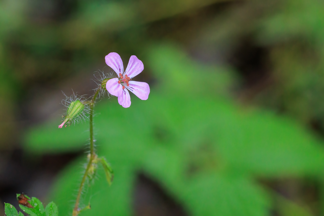 Stinkender Storchschnabel [Geranium robertianum]
