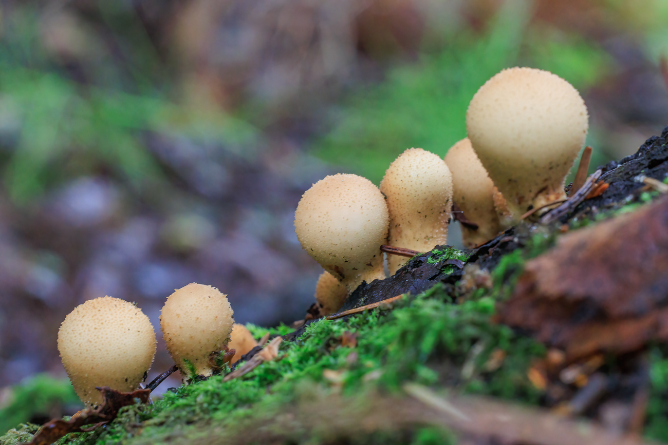 Wahrscheinlich Birnen-St&auml;ublinge