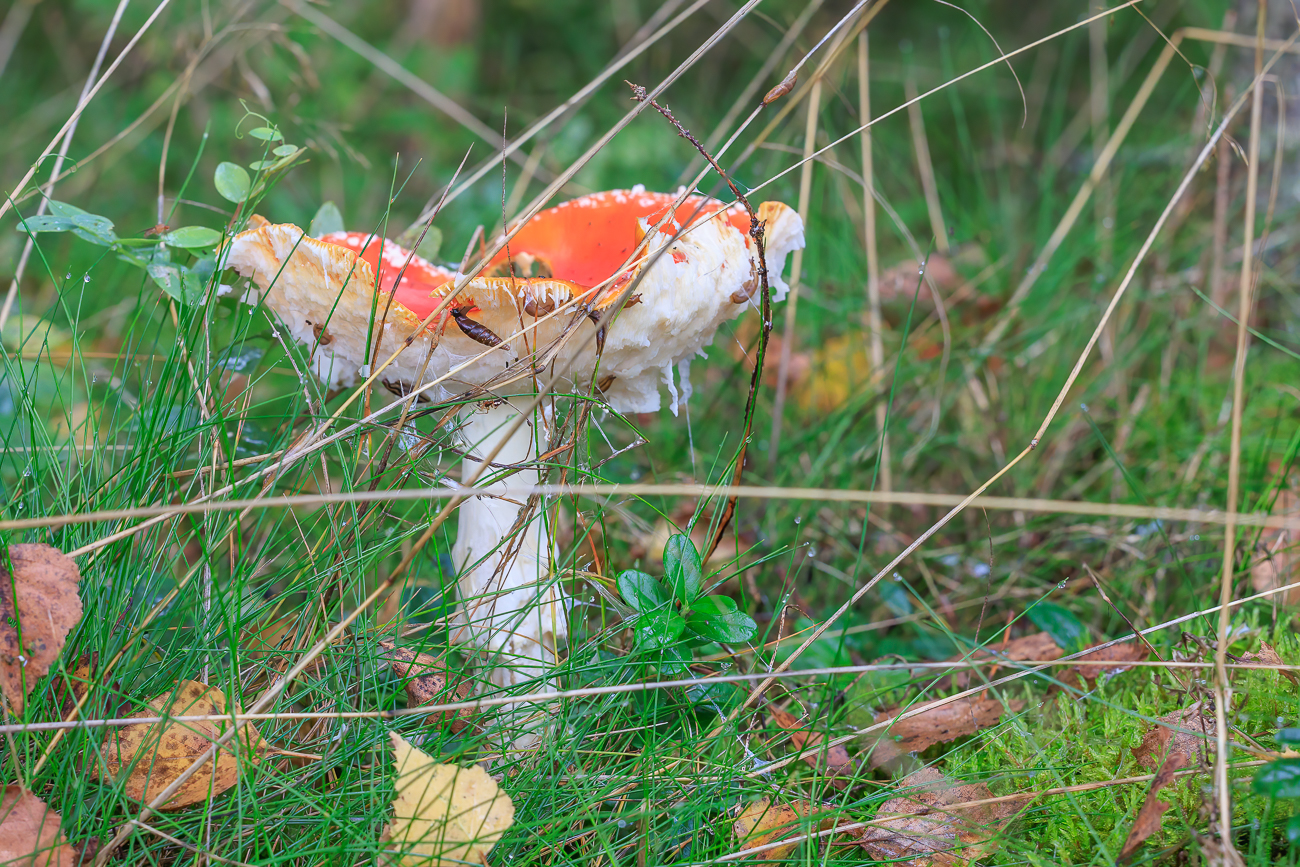 Dieses Exemplar ist schon ziemlich von Schnecken zerfressen