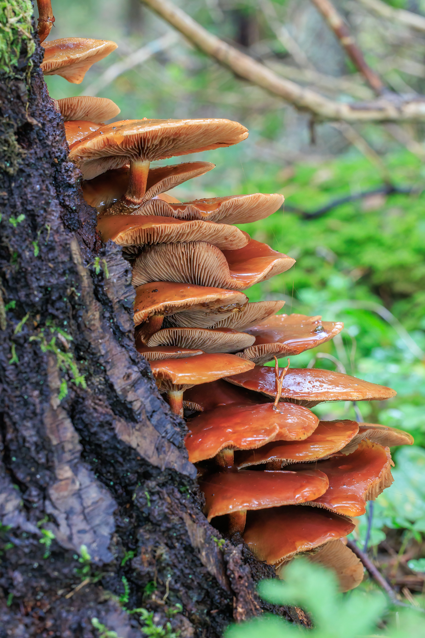 Ein ganzes Rudel Pilze ;-)