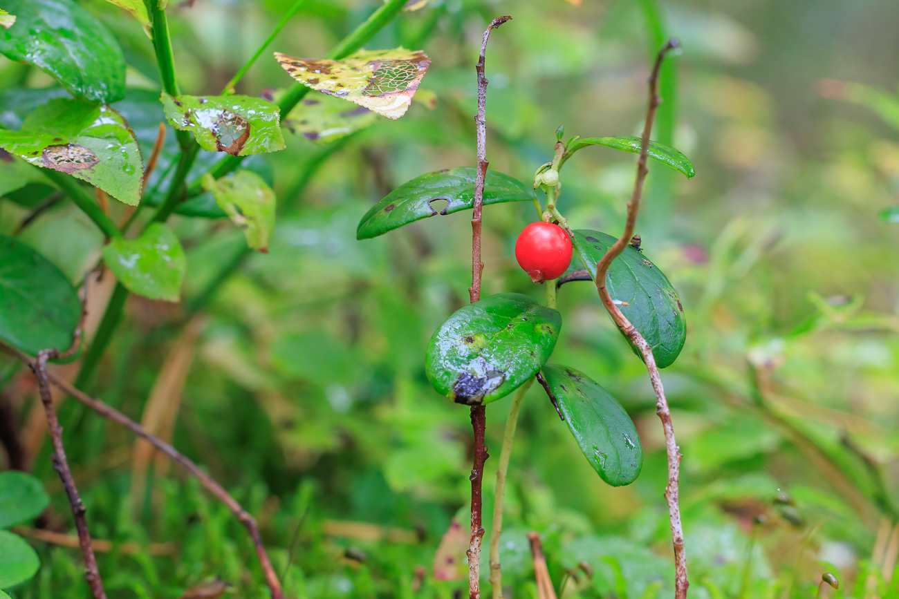 Preiselbeere [Vaccinium vitis-idaea]