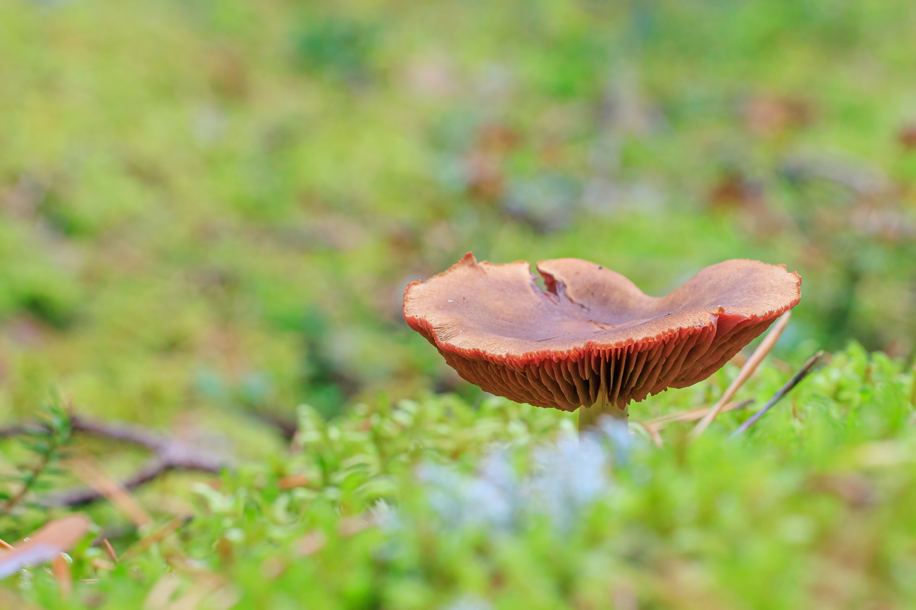 Es ist halt Pilzzeit