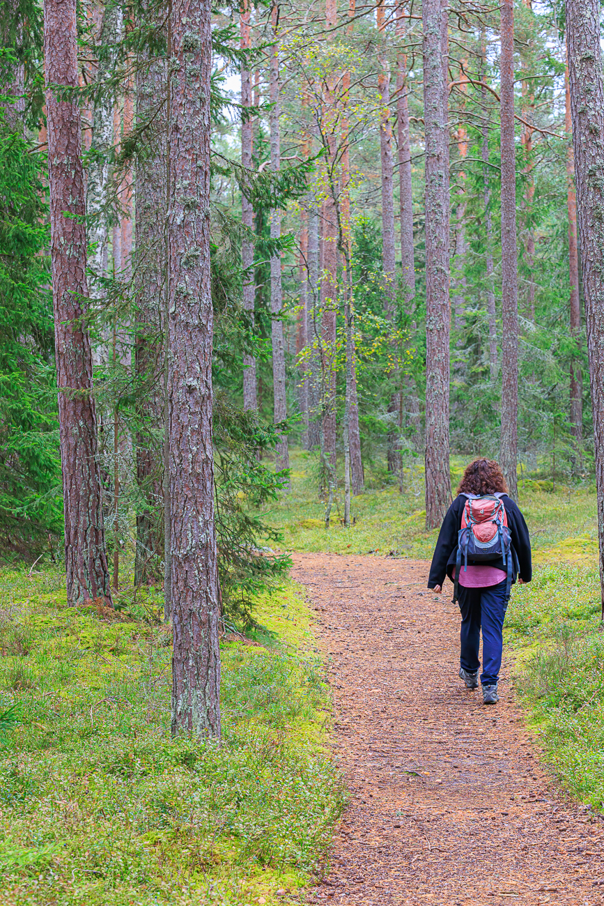 Immer noch der gleiche Waldweg ...