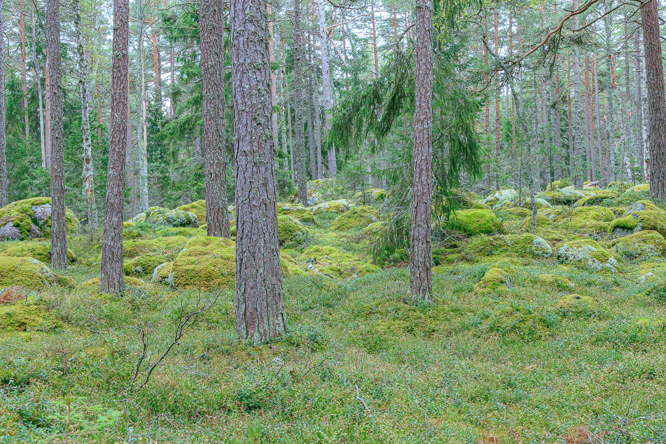 ... der zwischen den zahlreichen Findlingen hindurch f&uuml;hrt