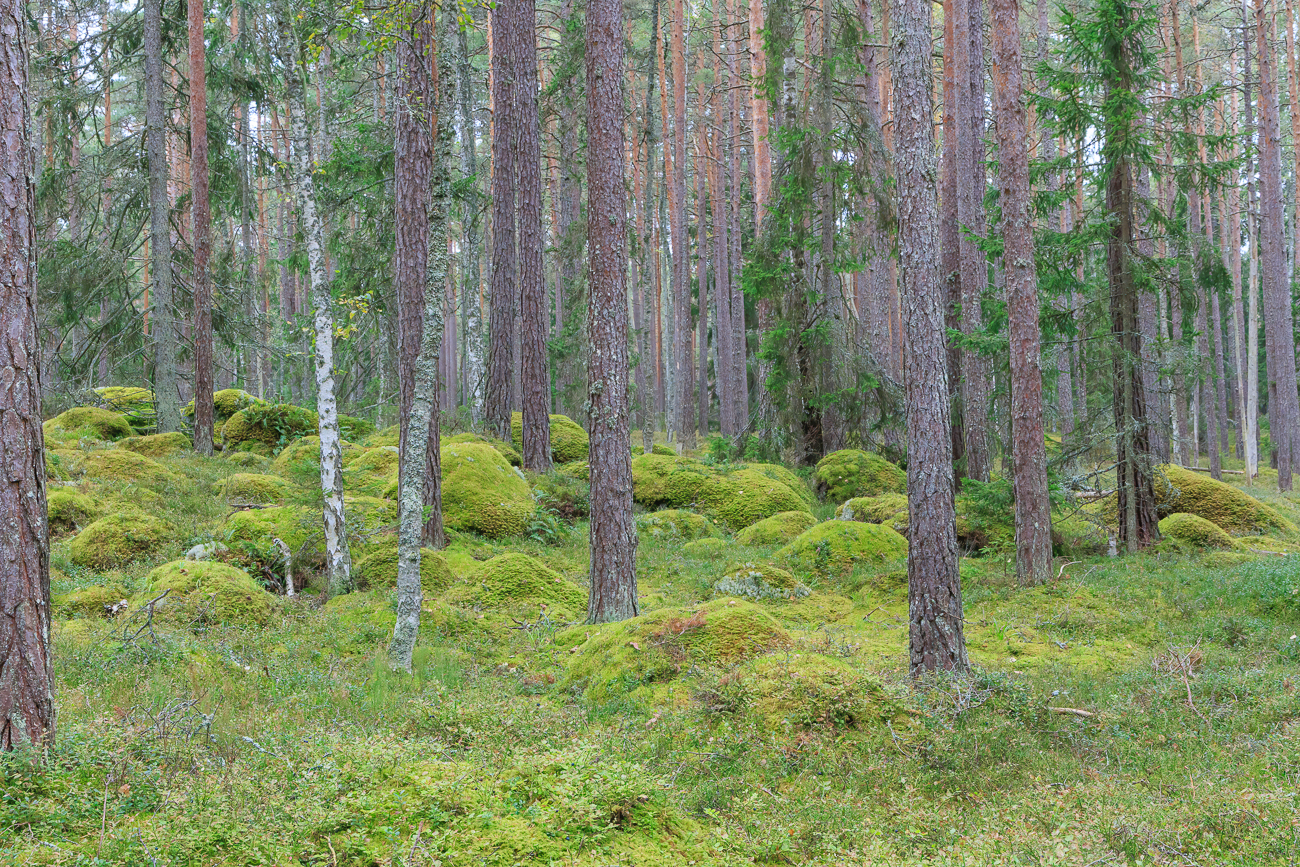 Die Steine sind mit Moosen zugewachsen