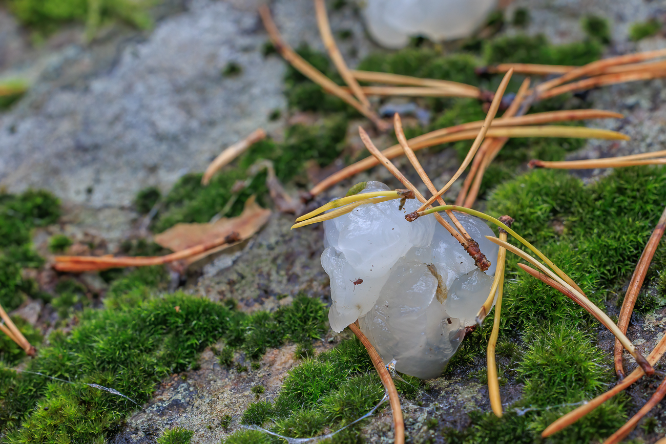 Kugelspringer (das winzige Insekt) auf einem Zitterling (der wei&szlig;e Pilz)