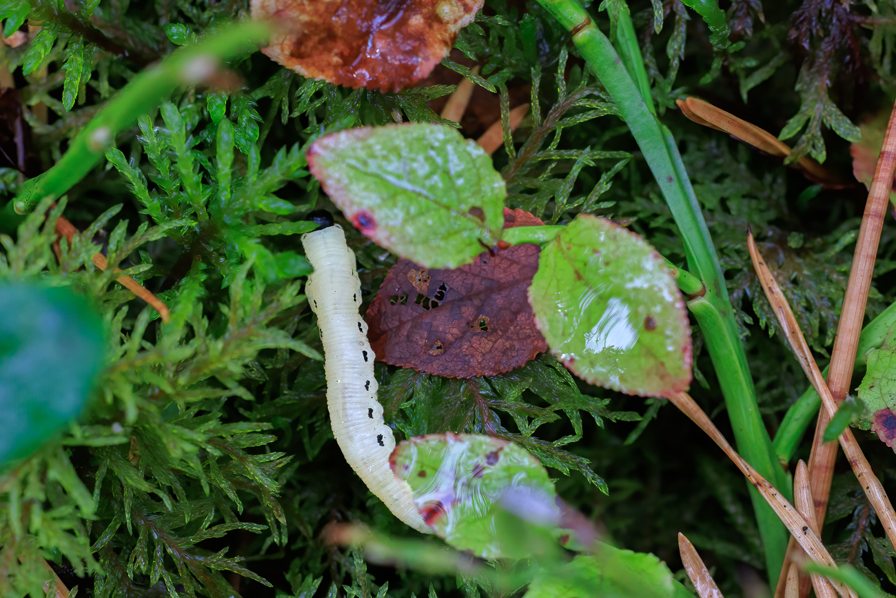 Raupe einer Pfaffenh&uuml;tchen-Gespinstmotte [Yponomeuta cagnagella]