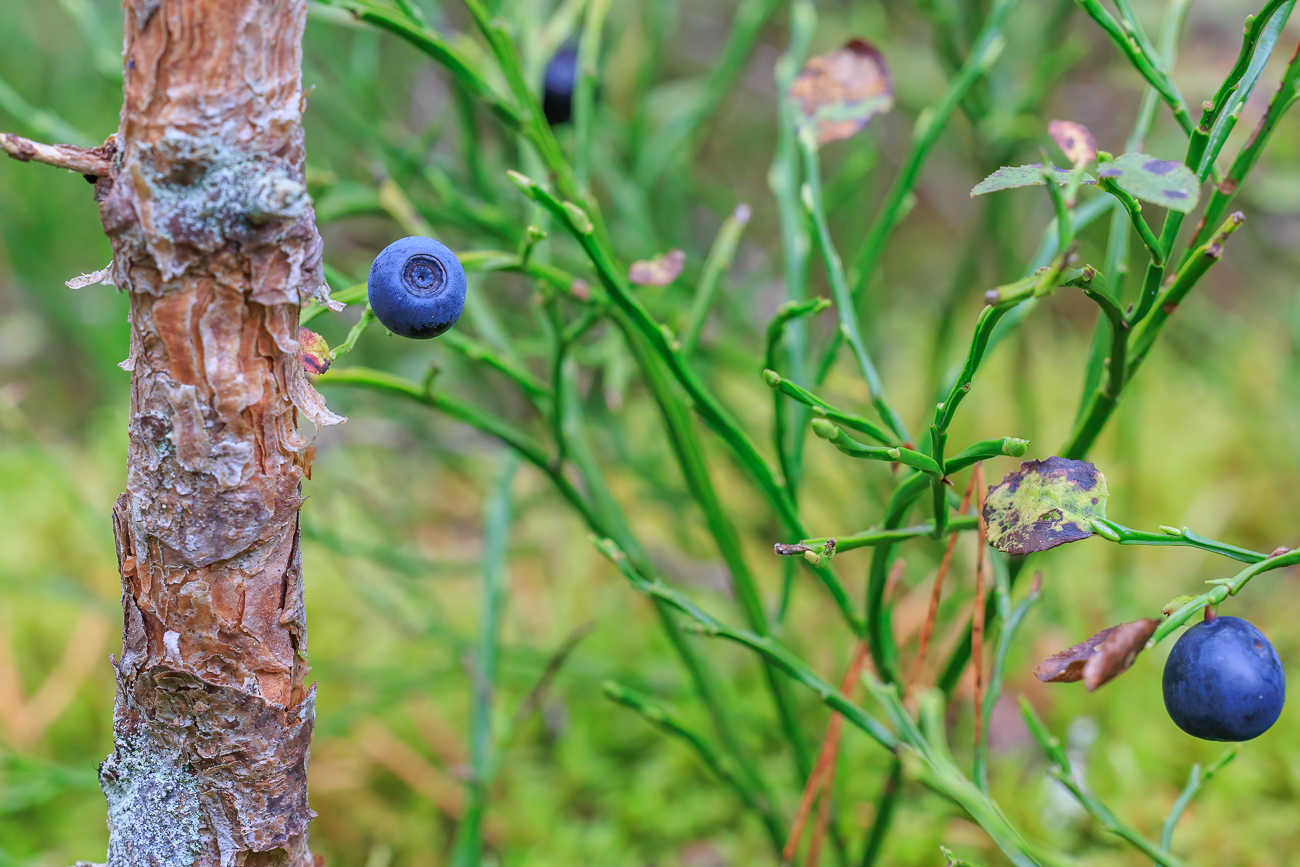 Heidelbeere [Vaccinium myrtillus]