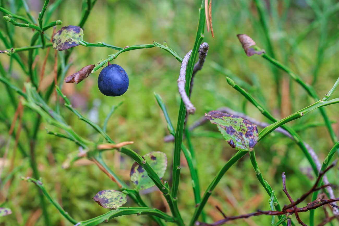 Heidelbeere [Vaccinium myrtillus]