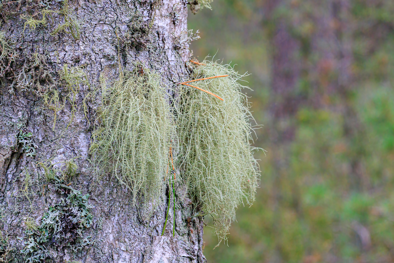 Louisianamoos, Spanisches Moos oder auch als Ziegenbart [Tillandsia usneoides]