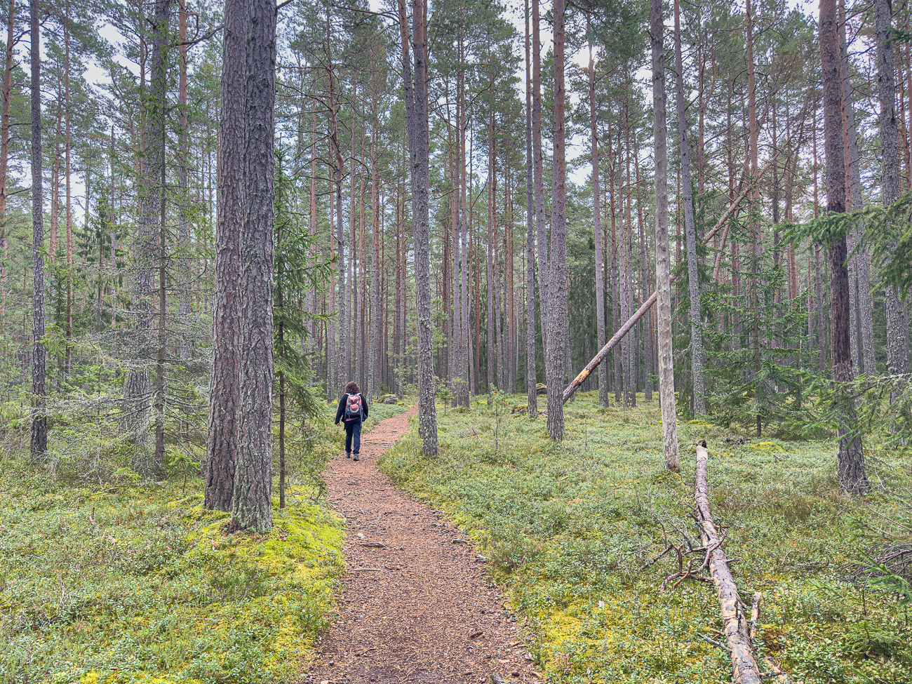 Auf dem Waldweg Richtung Start und Ziel