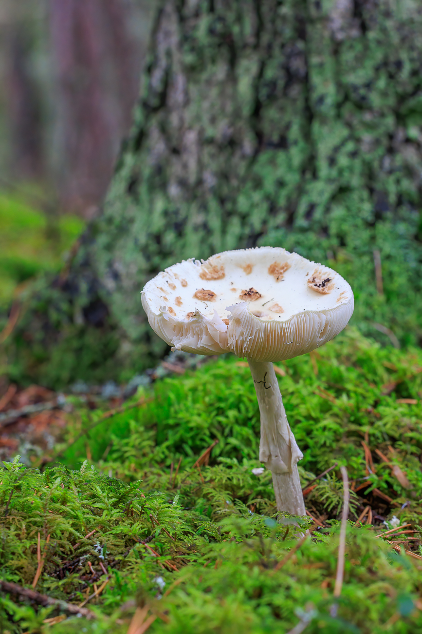 ... noch jede Menge Pilze entdeckt