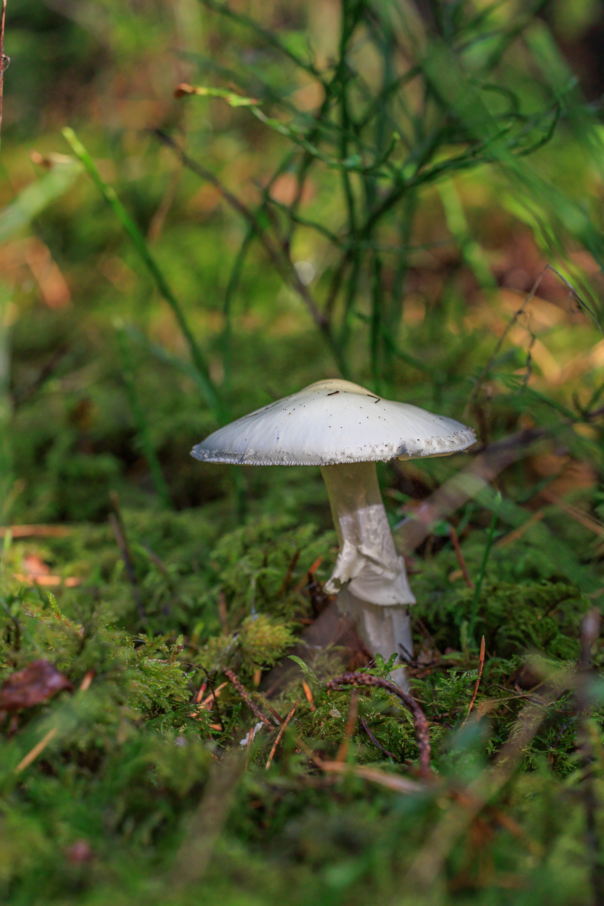 Sch&ouml;n anzusehen sind sie trotzdem