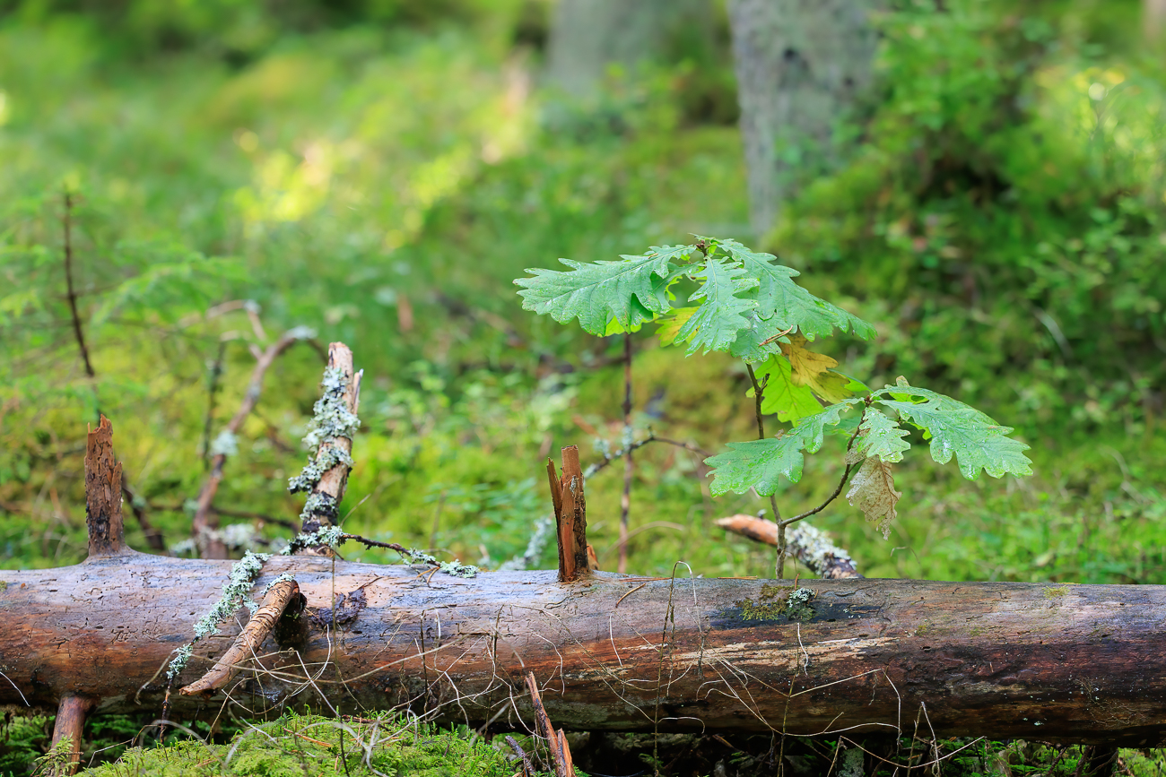 ... und eine junge Eiche