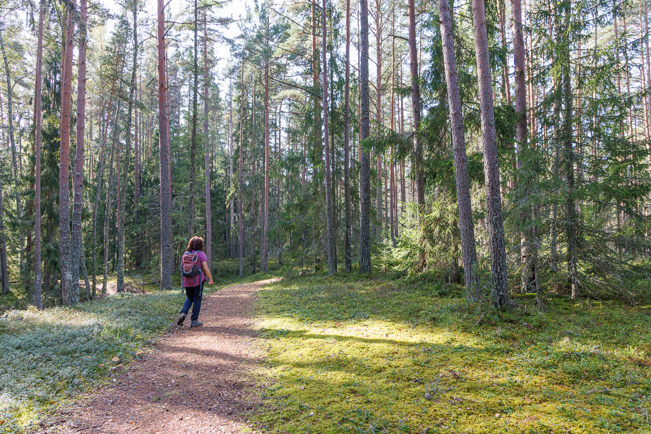 Zun&auml;chst laufen wir auf einem einfachen Waldweg ...