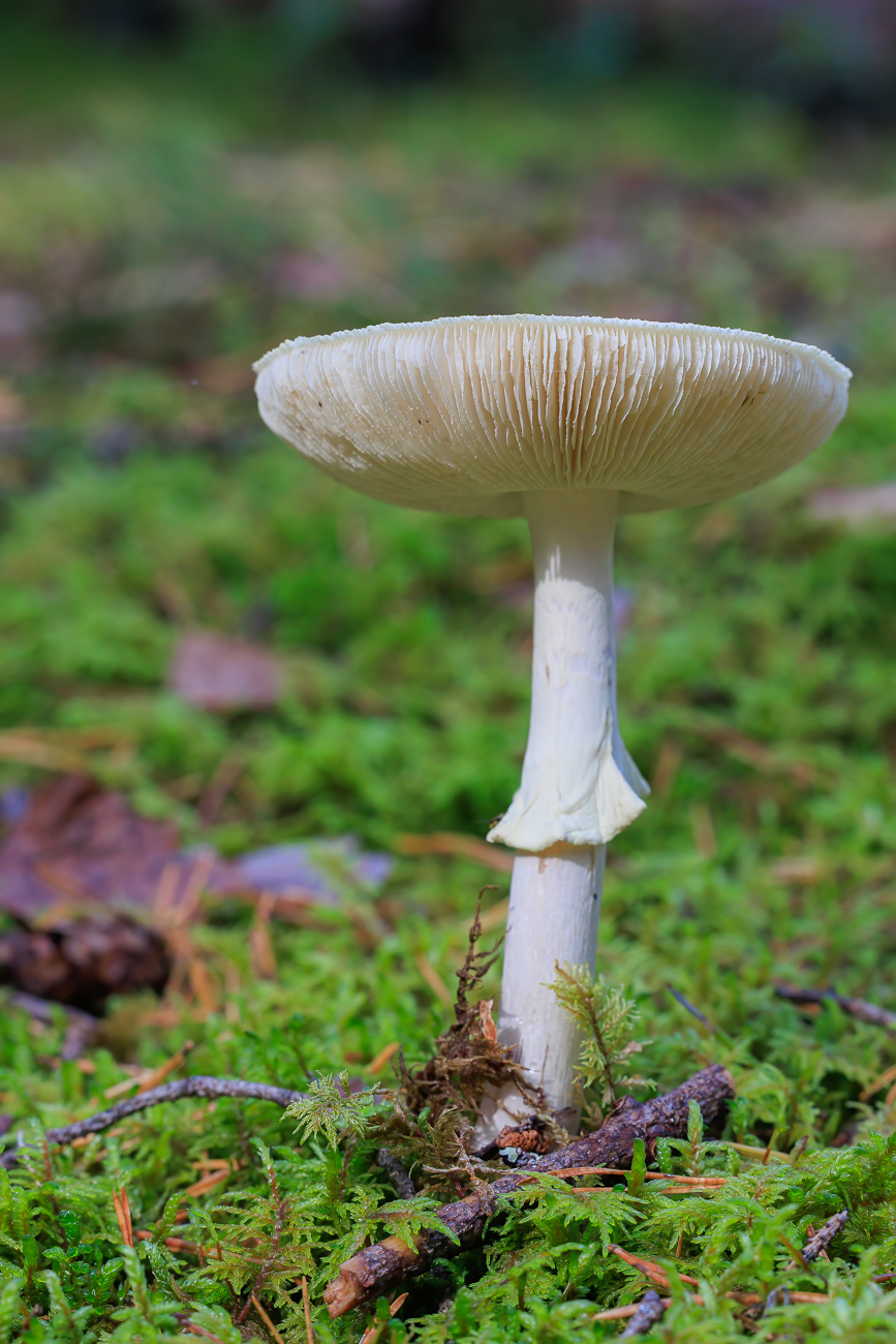 ... der von einigen Pilzen flankiert ist