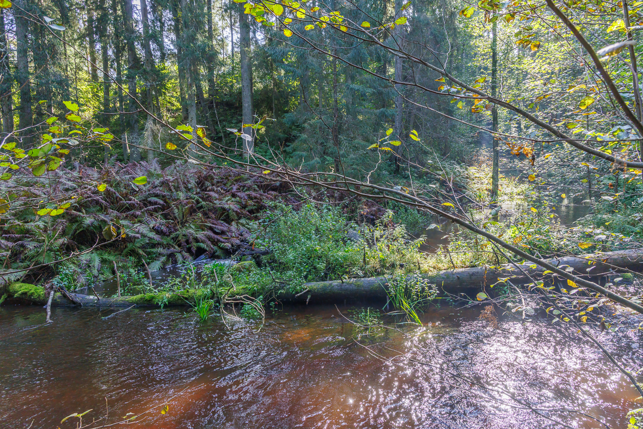 Dies soll wohl den Biberdamm darstellen ...
