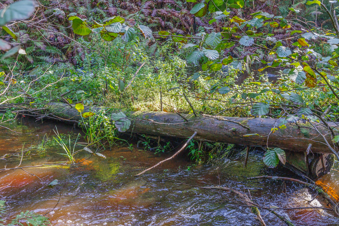... sieht eher nach einem umgefallenen Baum aus, an dem sich einiges angestaut hat
