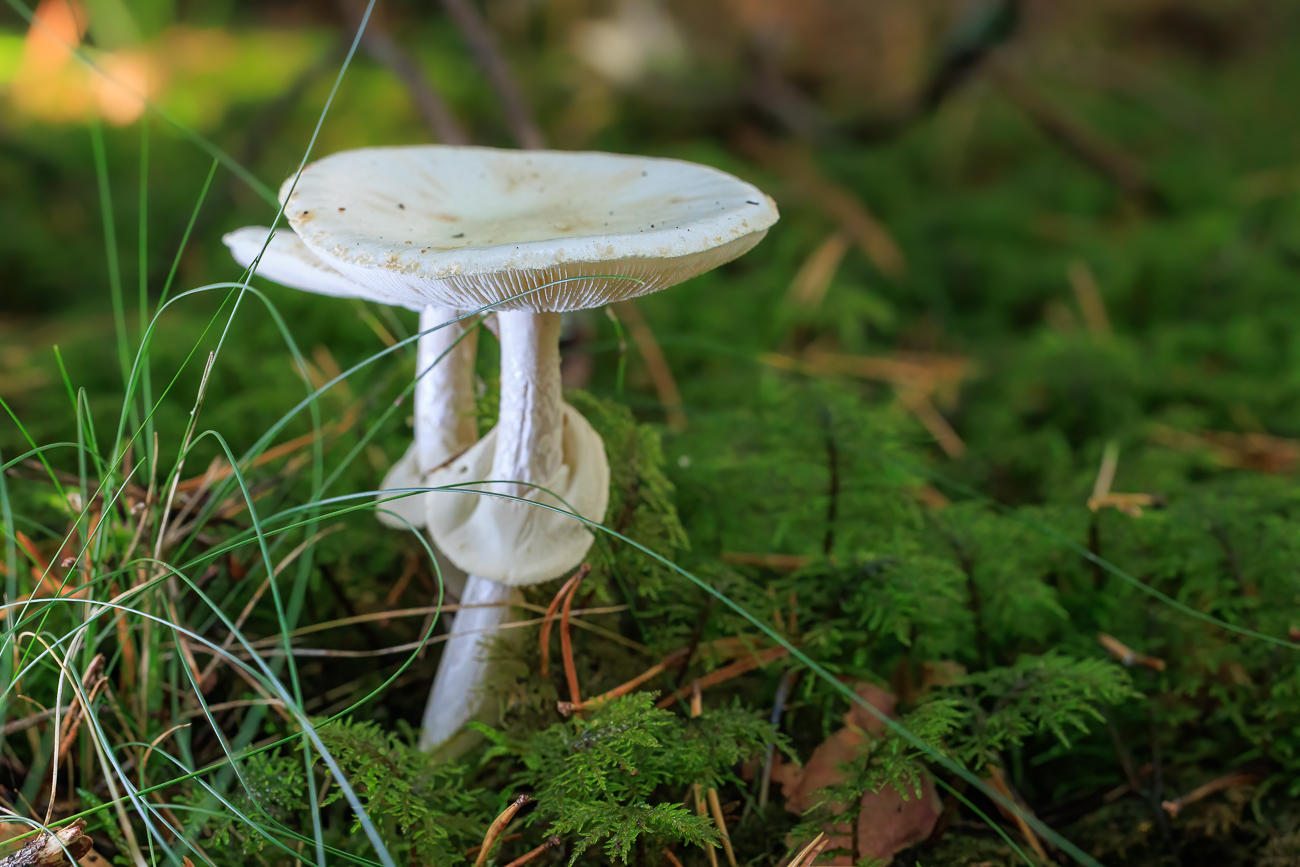 Links und rechts des Weges wachsen Pilze ...