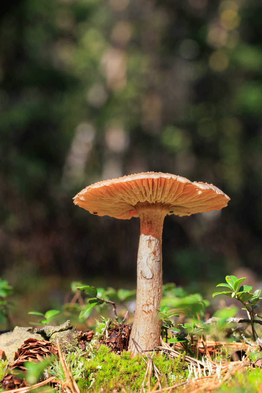 ... in diversen Farben und Formen