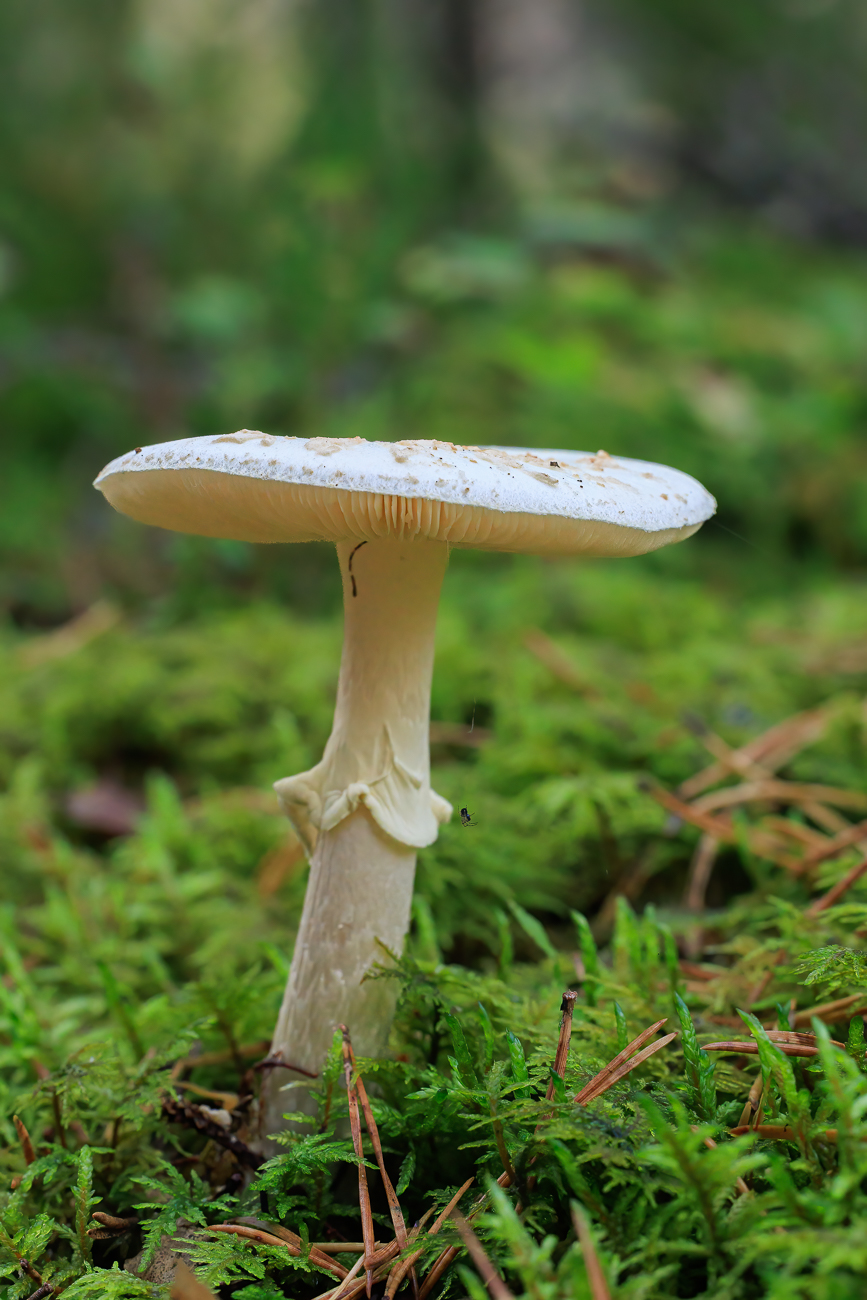 Die hellen Pilze mit ihren "R&ouml;ckchen" dominieren