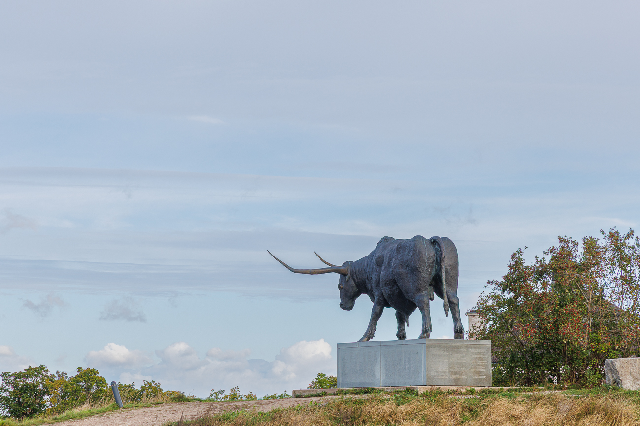 Die Skulptur des Auerochsen wurde im Jahr 2002 zum 700. Jubiläum der Stadt Rakvere enthüllt. Der Auerochse in der Nähe der Burg, auf dem Vallimägi in Rakvere ist 7 m lang, 4 m hoch und wiegt 7 Tonnen. Er steht auf einer Grundlage aus Granit, vorne das Wappen von Rakvere, an den Seiten die kurze Geschichte der Stadt in estnischer, schwedischer, deutscher, dänischer, polnischer und russischer Sprache und die Namen der Unterstützer der Statue des Auerochsen.
