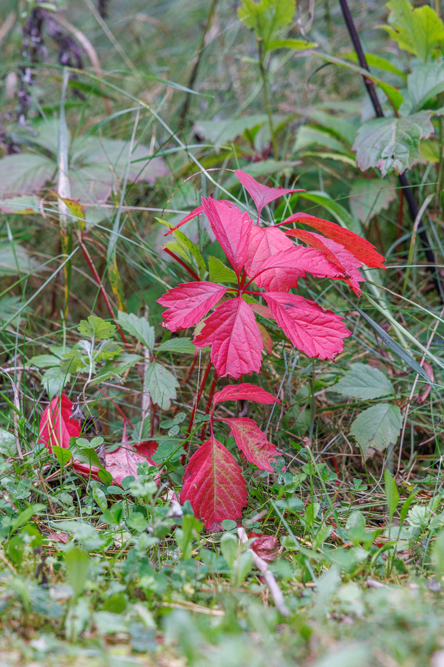 Herbstlich gefärbtes Laub