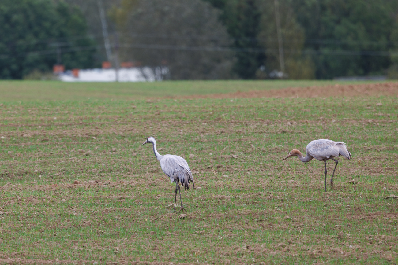 Leider ist es schon ziemlich dunkel und die Vögel wie immer zu weit weg