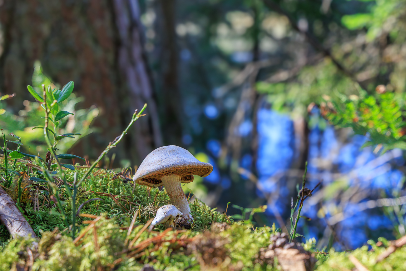 Noch ein P&auml;rchen Schwammerl