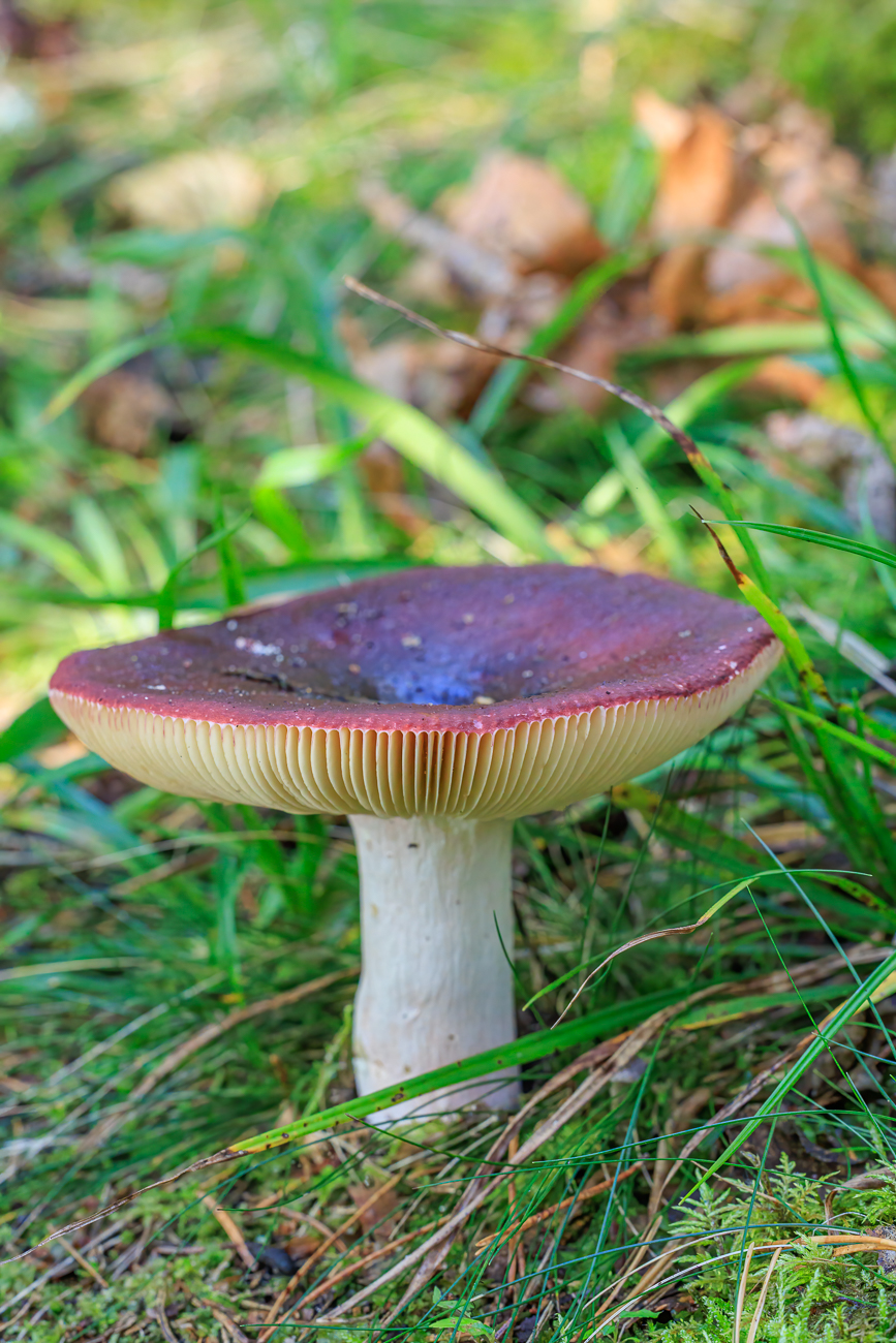 Sch&ouml;ner Pilz