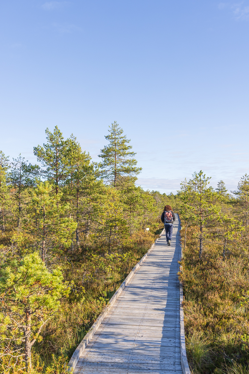 Plankenweg durch das Moor
