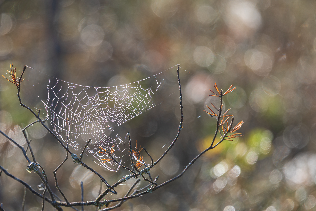 Spinnennetz mit Tr&ouml;pfchen