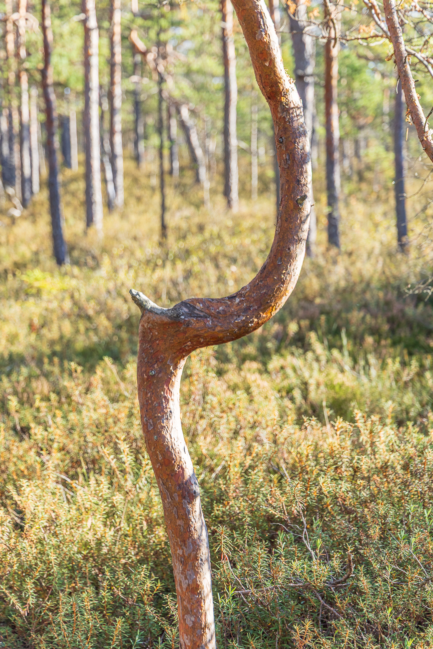 Gerade ist anders ;-)