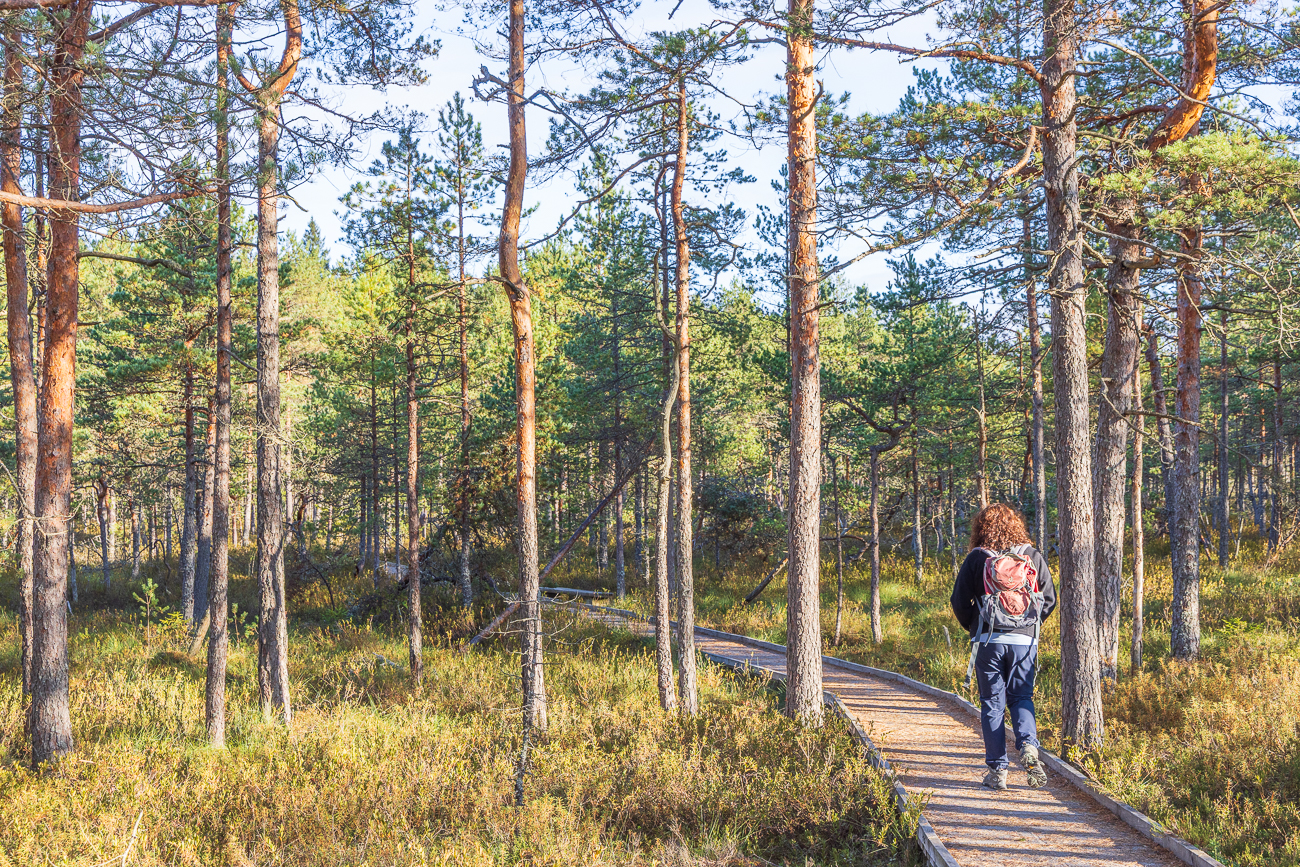 Moorkiefern am Rande des Moors