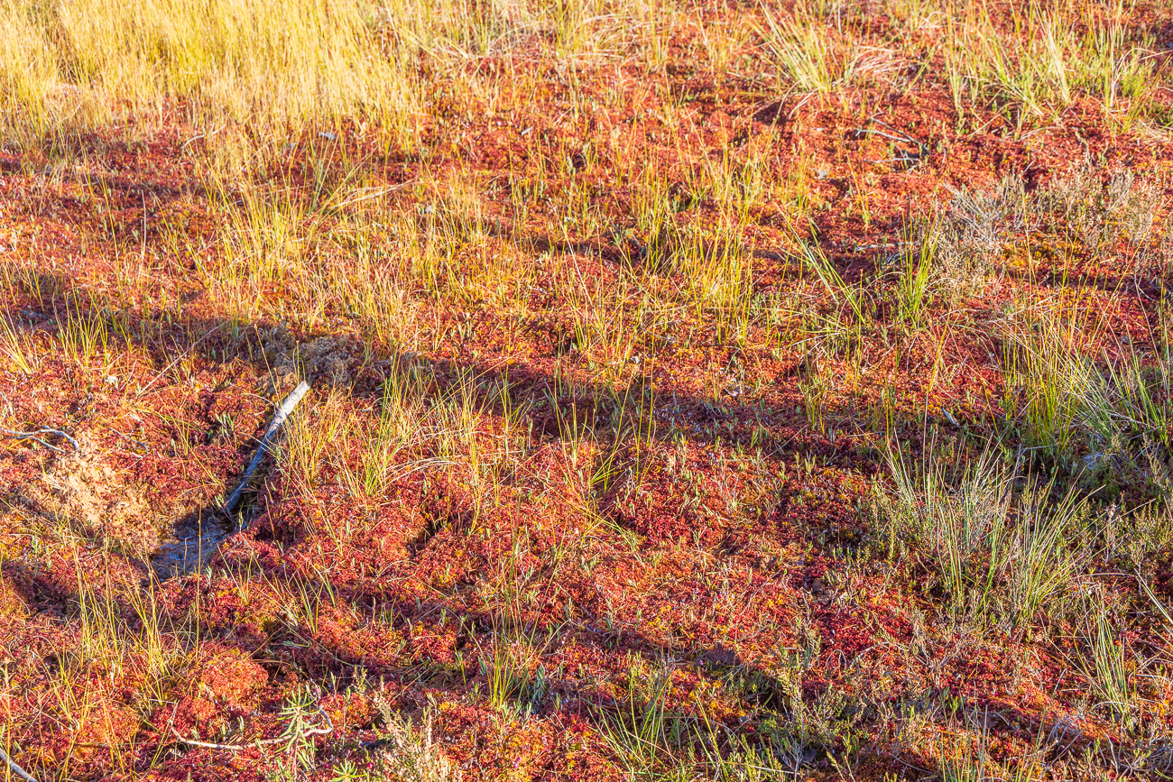 Teppich aus R&ouml;tlichem Torfmoos [Sphagnum rubellum]