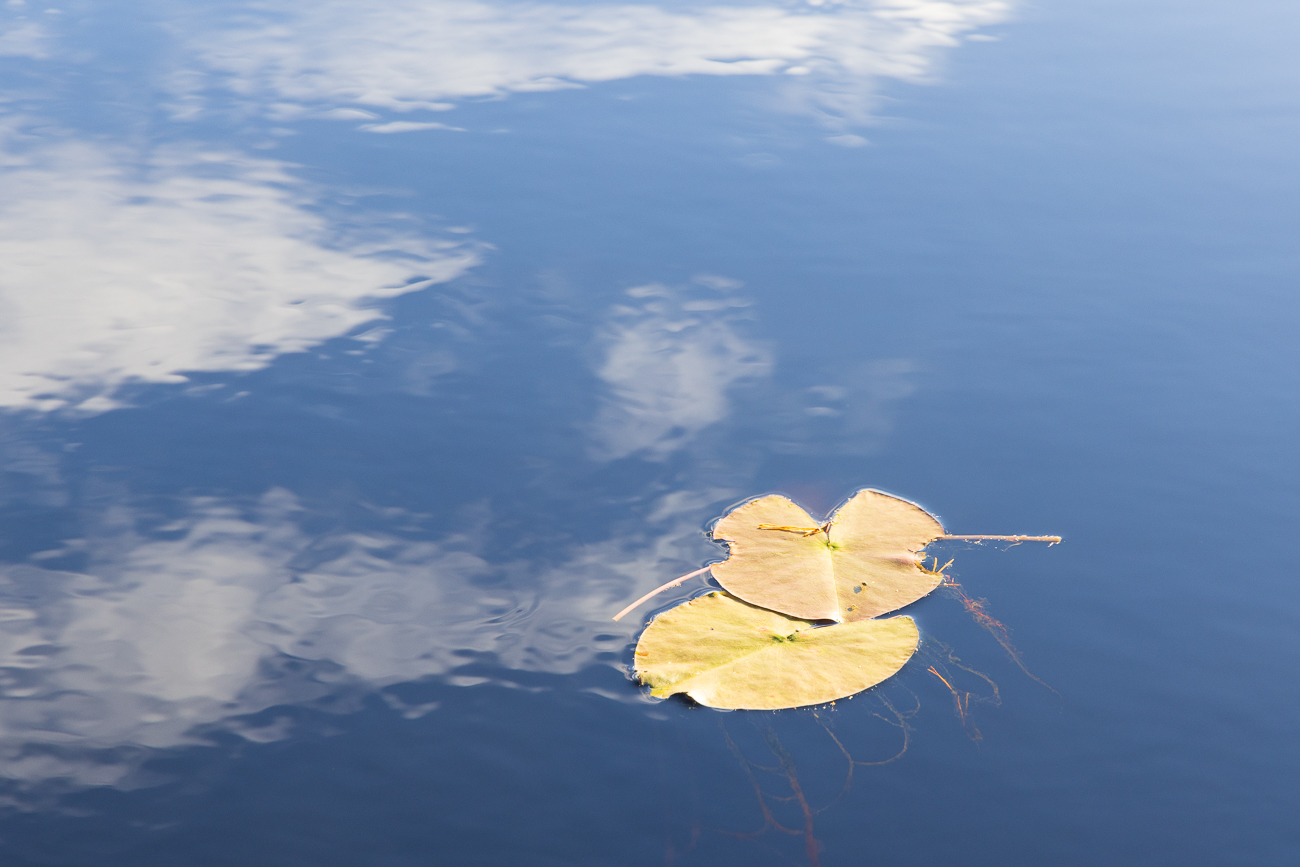 Bl&auml;tter einer Wei&szlig;en Seerose [Nymphaea alba]