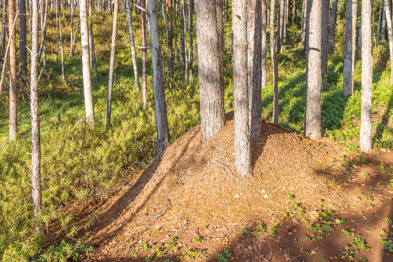 Ameisenhaufen an den Moorkiefern