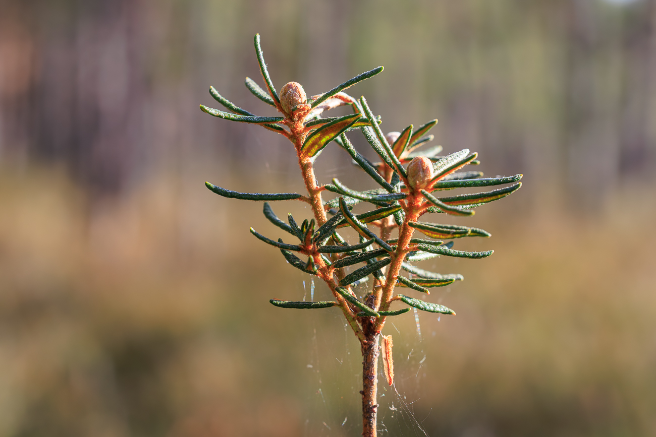 Sumpf-Porst [Rhododendron tomentosum Harmaja]