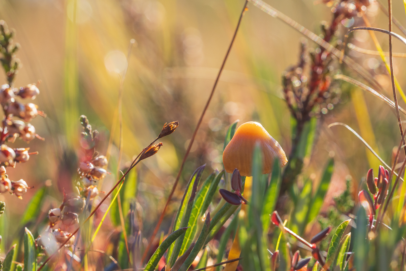 Pilz im Moor