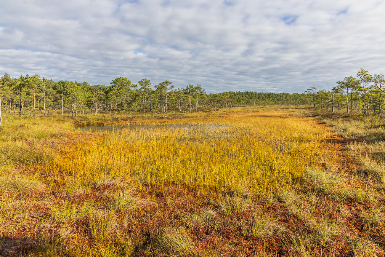 Leuchtendes Gras und Kr&auml;uter