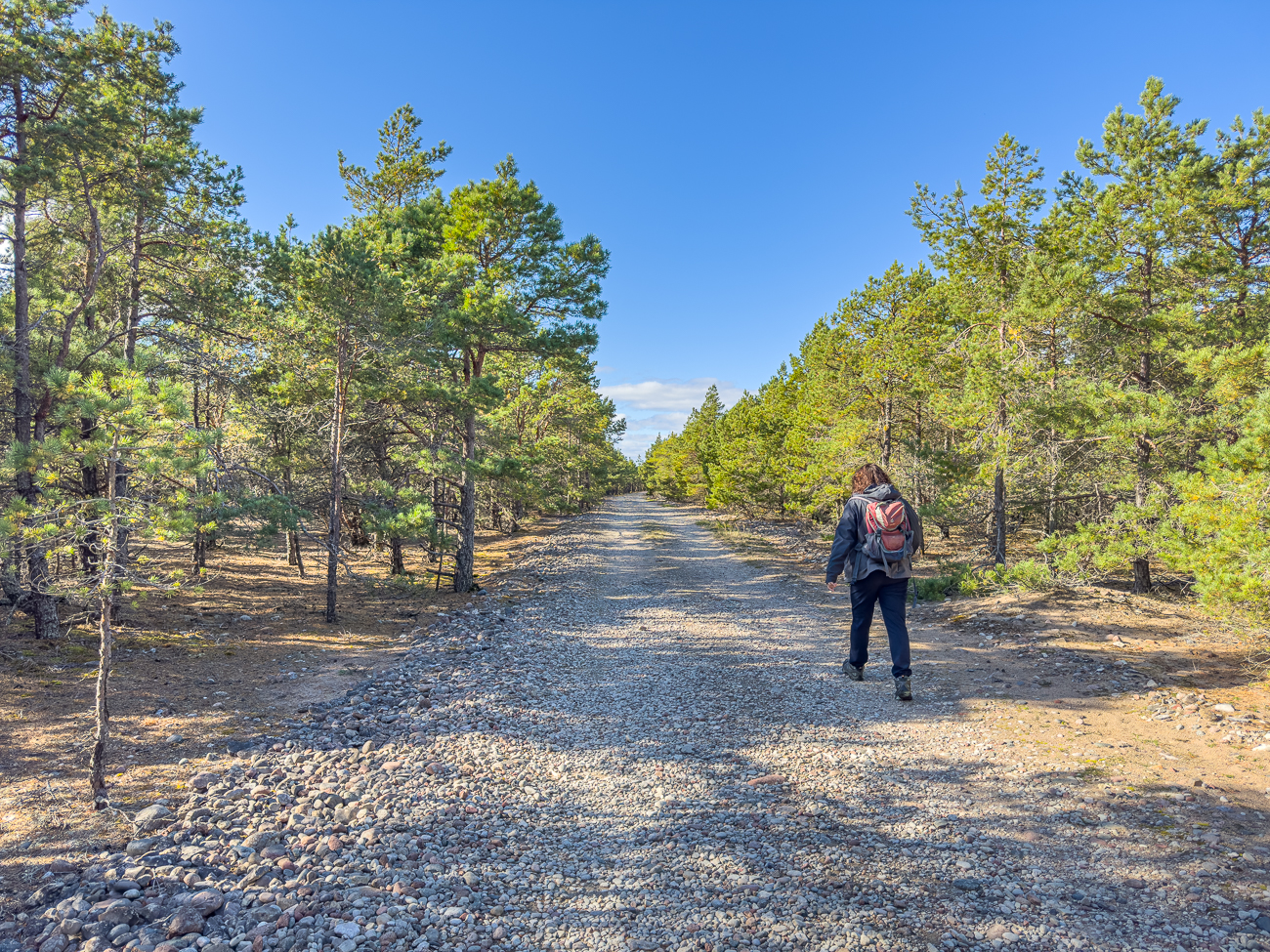 Hier geht es durch einen kleinen Kiefernwald